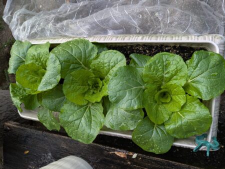 白菜　プランター栽培