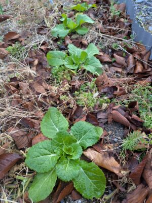 結球しない白菜