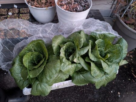 白菜　大きく育ちプランターからはみ出す