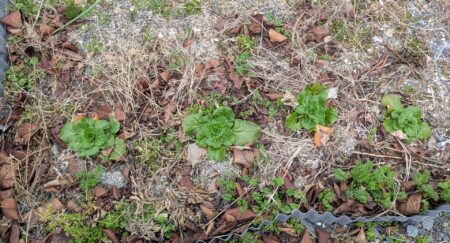 成長しない白菜