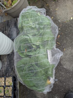 白菜の防虫対策