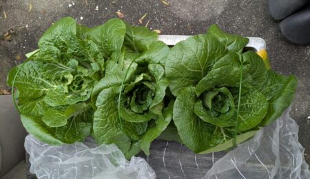 プランター栽培　大きく育った白菜