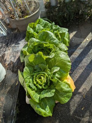 プランターで育てた白菜