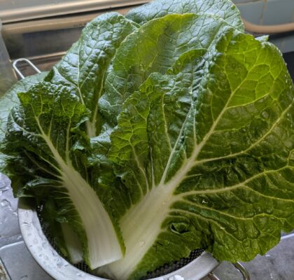 無農薬で育てた白菜