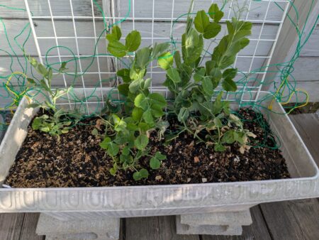 種から育てたグリーンピース プランター栽培