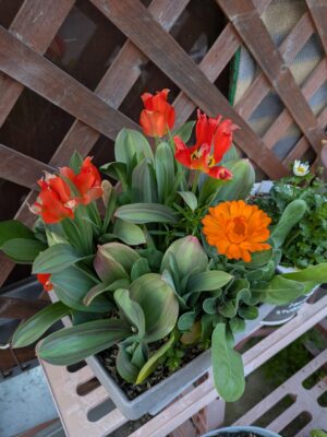 チューリップ パーグドリームウェイ