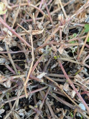 スーパートレニアカタリーナの冬越し 新芽