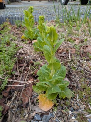 とう立ちした白菜