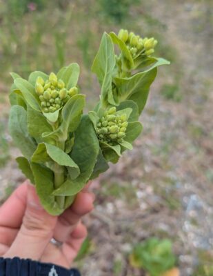 白菜の菜花の収穫