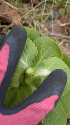 白菜の菜花の収穫方法