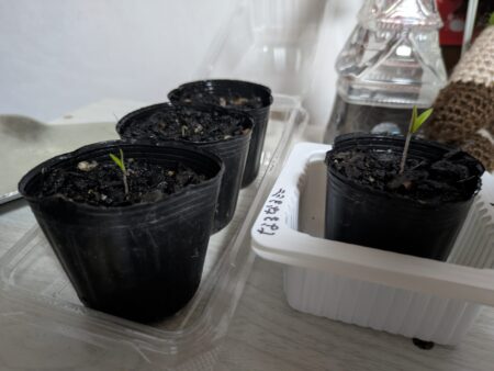 種から育てたミニトマト 発芽の様子