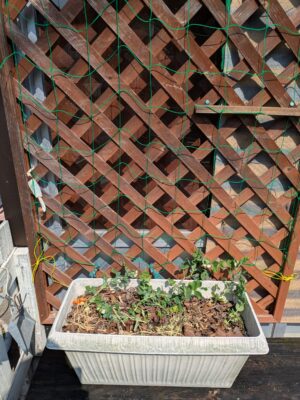 種から育てたグリーンピース プランター栽培