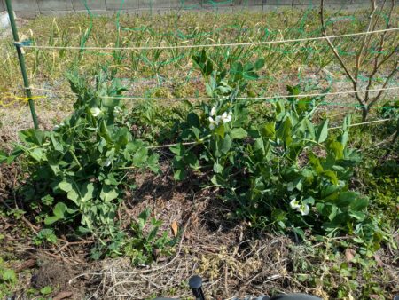 種から育てたグリーンピース 畑