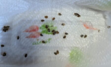 自家採種の中玉トマトの種