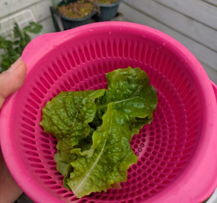 種から育てたチマサンチュの収穫