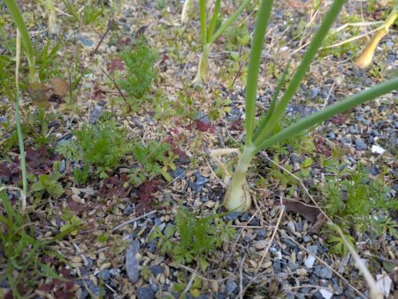 畑で育てている玉ねぎ