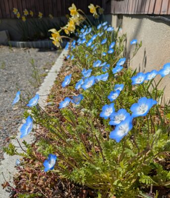 種から育てたネモフィラ