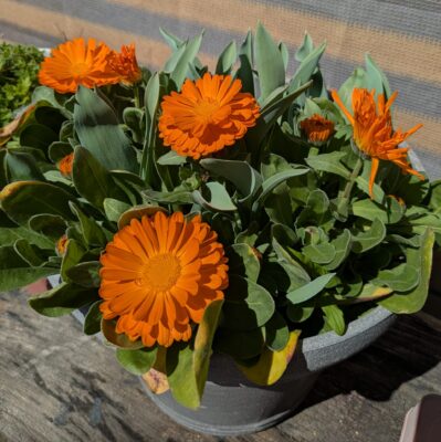 種から育てたキンセンカ