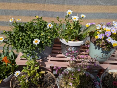 種から育てたノースポールとビオラ