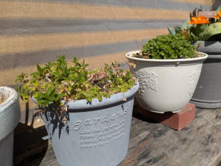 冬越ししたバーベナとマム