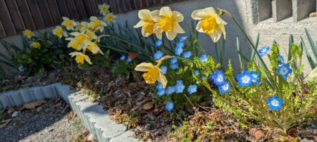 2年目のスイセン