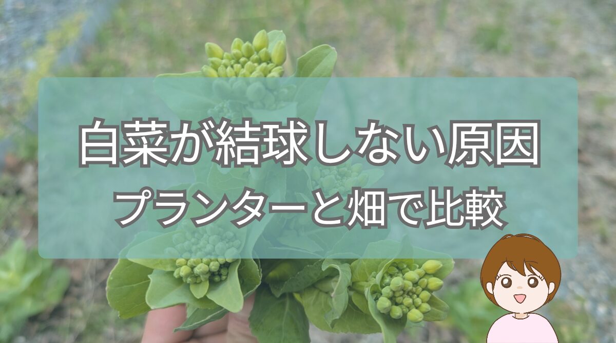 白菜が結球しない原因