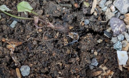 花壇で菌ちゃん農法　糸状菌発見