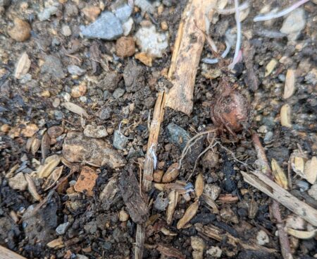 花壇で菌ちゃん農法　糸状菌発見