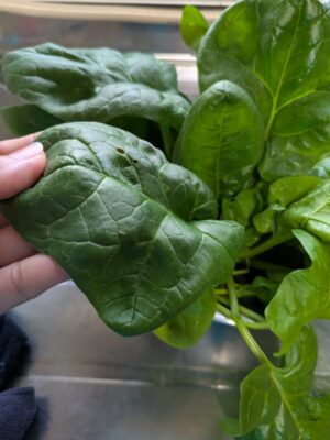 種から育てたほうれん草