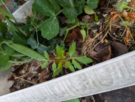 生ごみコンポスト堆肥から発芽するトマト
