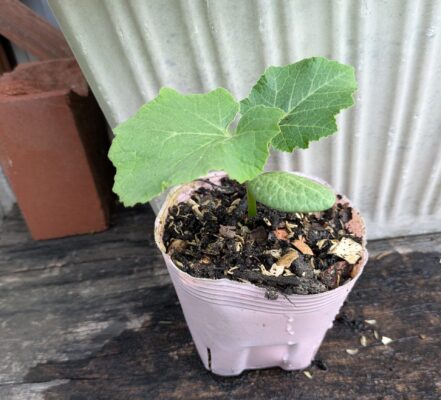 生ごみコンポスト堆肥から発芽するカボチャ