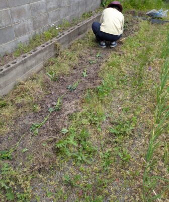 さつまいもの植え付け