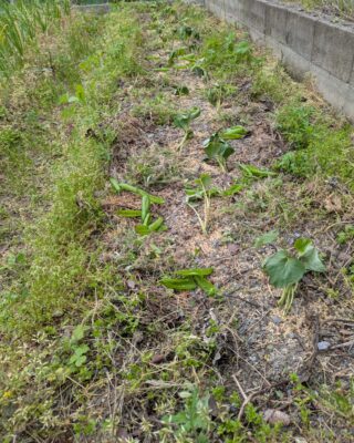 さつまいもの植え付け