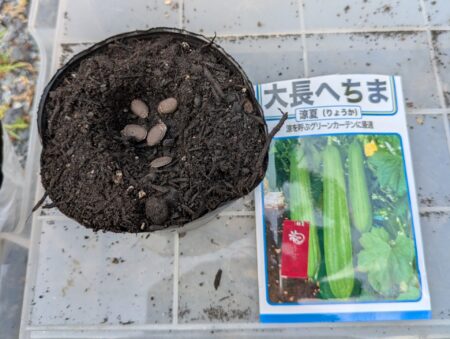 ヘチマの種まき