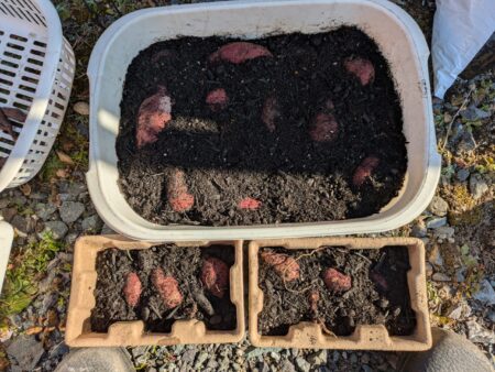 さつまいもの芽出し