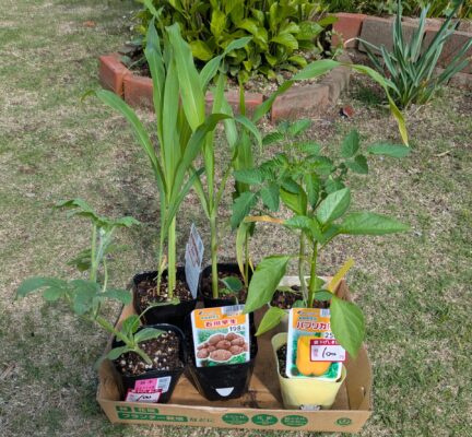 菌ちゃん農法　植え付け