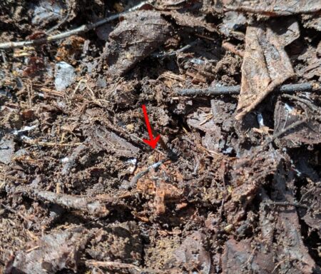 菌ちゃん農法　糸状菌発見