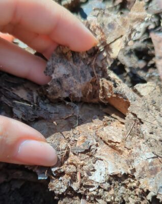 菌ちゃん農法　糸状菌発見