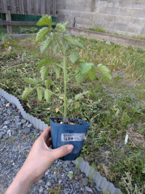 種から育てたミニトマト