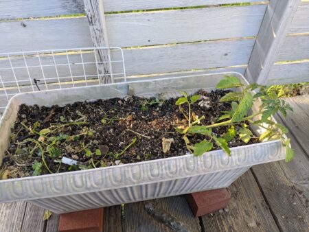 ミニトマトを横にして植え付け