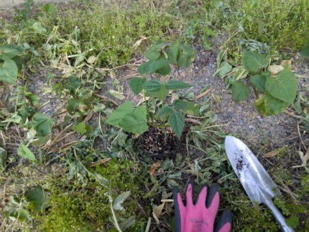 つるなしインゲンの植え付け