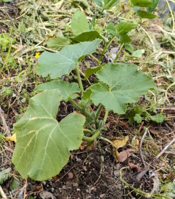 ひょっこりカボチャの植え付け