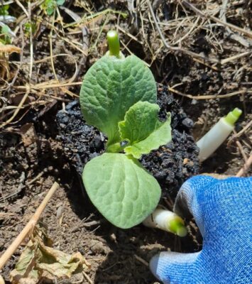 カボチャとネギを一緒に植え付け