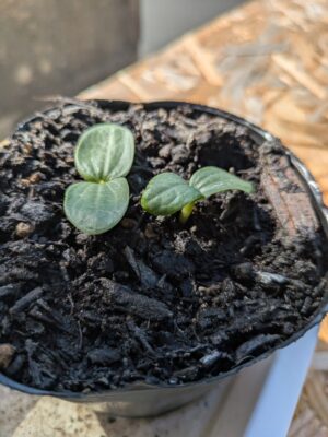 発芽したヘチマ