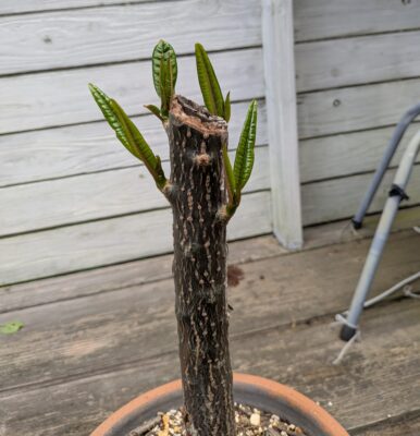 プルメリアの新芽