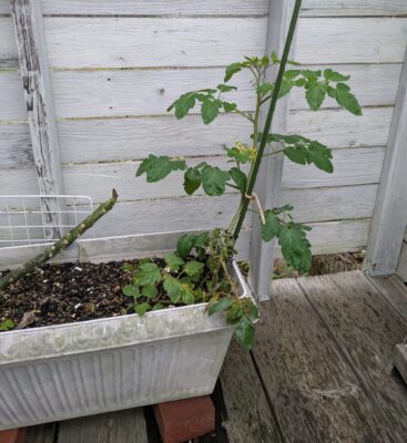 ミニトマトを横にして植え付け