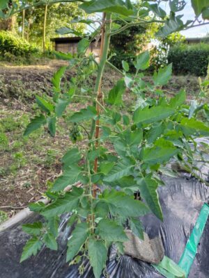 菌ちゃん農法　畑　野菜が育つ様子