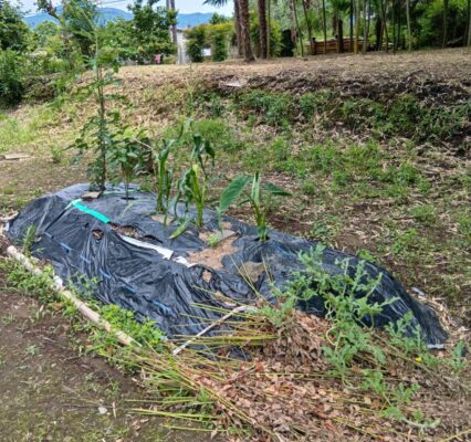 菌ちゃん農法　畑　野菜が育つ様子