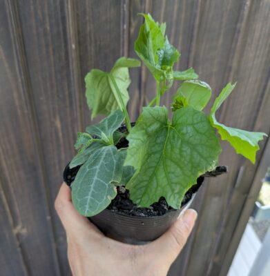 種から育てたヘチマ
