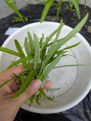 菌ちゃん農法　花壇　収穫